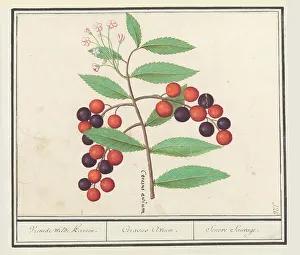 Cherry Prints: Wild black cherry (Prunus serotina)