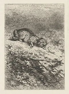 Bodmer Karl Prints: Wild Cat, ca. 1860. Creator: Karl Bodmer