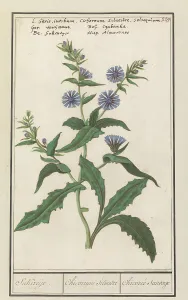 Deck Paint Prints: Wild chicory (Cichorium intybus), 1596-1610. Creators: Anselmus de Boodt, Elias Verhulst