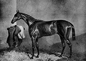 Wild Dayrell, 1852-1870, (1911)