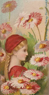 Donaldson Lithograph Co Collection: Wild English Daisy: Daintiness, from the series Floral Beauties and Language of Flowers