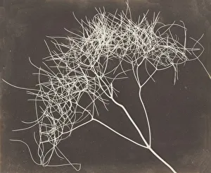 Fox Talbot Prints: [Wild Fennel], 1841-42. Creator: William Henry Fox Talbot