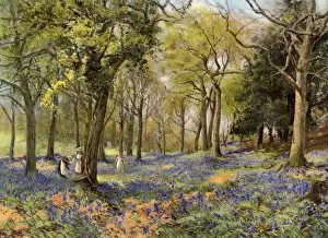 Copse Gallery: Wild Hyacinths in a Surrey Copse, 1906