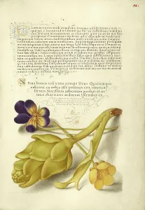 Globe Artichoke Prints: Wild Pansy and Artichoke; Mira calligraphiae monumenta
