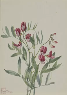 Wild Flower Gallery: Wild Pea (Lathyrus decaphyllus), 1938. Creator: Mary Vaux Walcott