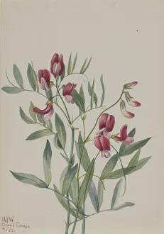 Wild Pea (Lathyrus decaphyllus), 1938. Creator: Mary Vaux Walcott Wild Pea (Lathyrus decaphyllus), 1938. Creator: Mary Vaux Walcott