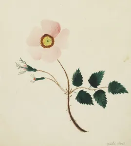 Mary Altha Nims American Prints: Wild Rose. Creator: Mary Altha Nims (American, 1817-1907)
