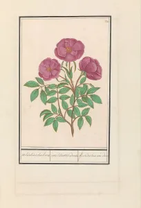 Deck Paint Prints: Wild Rose (Rosa), 1596-1610. Creators: Anselmus de Boodt, Elias Verhulst