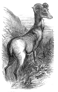 Wild Sheep of the Punjab, in the Gardens of the Zoologicial Society, Regent's-Park, 1854. Creator: Unknown