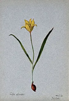 Tulipa Prints: Wild tulip (Tulipa sylvestris): flowering plant, 1906. Creator: Unknown