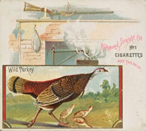 Images Dated 6th November 2020: Wild Turkey, from the Game Birds series (N40) for Allen & Ginter Cigarettes, 1888-90