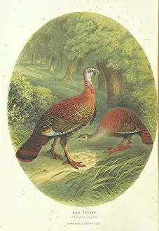 Poultry Prints: Wild Turkey, (Meleagris Gallopavo), 1866. Creator: M & N Hanhart