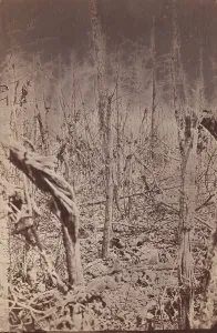 Us Grant Collection: The Wilderness Battlefield, 1865-67. Creator: Unknown