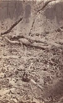 Images Dated 10th August 2020: The Wilderness Battlefield, near Spotsylvania, Virginia, 1865 (?). Creator: Unknown