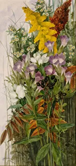 Wildflower Gallery: Wildflowers, 1875. Creator: Ellen Robbins