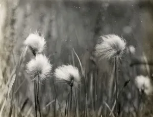 Lantern Slides 1910 1940 Gmgpc Prints: Wildflowers, between 1915 and 1935. Creator: Frances Benjamin Johnston
