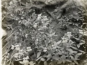 Lantern Slides 1910 1940 Gmgpc Prints: Wildflowers in bloom, between 1915 and 1935. Creator: Frances Benjamin Johnston