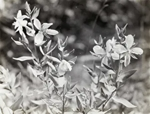 Lantern Slides 1910 1940 Gmgpc Prints: Wildflowers in bloom, between 1915 and 1935. Creator: Frances Benjamin Johnston