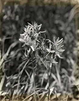 Lantern Slides 1910 1940 Gmgpc Prints: Wildflowers in bloom, between 1915 and 1935. Creator: Frances Benjamin Johnston