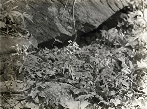 Wildflowers in bloom, between 1915 and 1935. Creator: Frances Benjamin Johnston