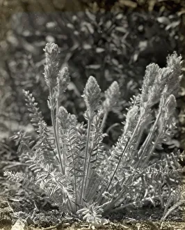 Wildflowers in bloom, between 1915 and 1935. Creator: Frances Benjamin Johnston