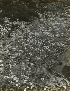 Lantern Slides 1910 1940 Gmgpc Prints: Wildflowers in bloom, between 1915 and 1935. Creator: Frances Benjamin Johnston