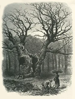 Enormous Prints: William the Conquerors Oak, c1870