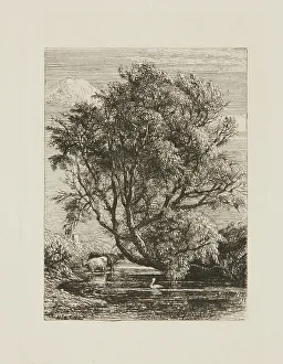 Willow Prints: The Willow, 1850. Creator: Samuel Palmer