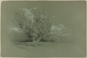 Weathered Prints: Willow, 1885. Creator: David Johnson