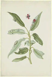 Natural History Prints: Willow leaves with poplar leaf beetles