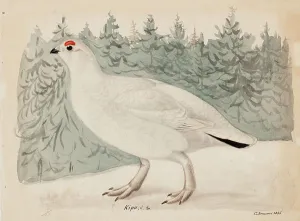 Grouse Prints: Willow Ptarmigan, 1835. Creator: Magnus von Wright