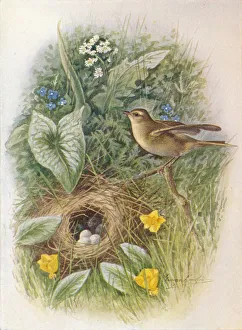 Chambers Prints: Willow-Wren - Phyllos copus tro chilus, c1910, (1910). Artist: George James Rankin