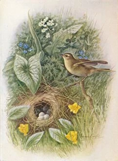 Birds And Their Nests Collection: Willow-Wren - Phyllos copus tro chilus, c1910, (1910). Artist: George James Rankin