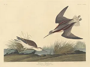 Wilsons Phalarope, 1835. Creator: Robert Havell