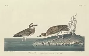 Wading Bird Gallery: Wilsons Plover, 1834. Creator: Robert Havell