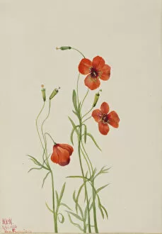 Wild Flowers Gallery: Wind Poppy (Stylomecon heterophylla), 1926. Creator: Mary Vaux Walcott