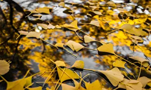 Reflected Collection: The Winds of Fall. Creator: Viet Chu
