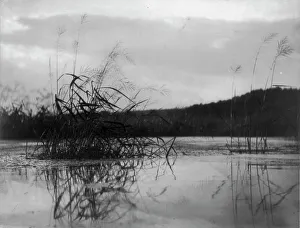 Windswept sedges, c1896. Creator: Frances Benjamin Johnston