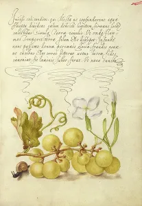 Snail Prints: Wine Grape, Gillyflower, and Land Snail
