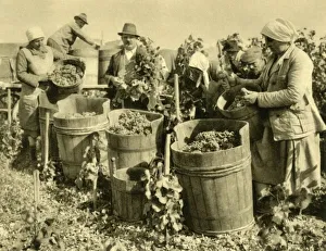 Vineyard Prints: Wine harvest near Baden bei Wien, Lower Austria, c1935. Creator: Unknown