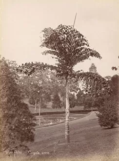 Botanic Gardens Gallery: Wine Palm, Caryota Urens, 1860s-70s. Creator: Unknown