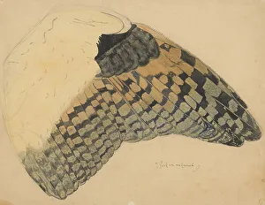 Portion Prints: Wing of a long-eared owl, 1898. Creator: Balthasar Meisner