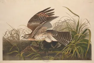 Hawk Prints: Winter Hawk, 1829. Creator: Robert Havell