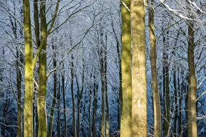 Tree Trunk Gallery: Winter Light in the Forest. Creator: Dorte Verner