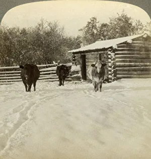 Ranch Prints: Winter on a ranch, Montana, USA. Artist: Underwood & Underwood