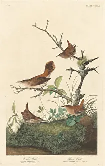 Wren Prints: Winter Wren and Rock Wren, 1837. Creator: Robert Havell