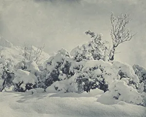 Snowy Prints: Winter's mantle, Mt Cook district, 1920s. Creator: Harry Moult