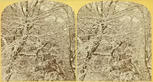 Bennett Henry Hamilton Gallery: A Winters Morning. Among the Boughs, 1870 / 1908. Creator: Henry Hamilton Bennett