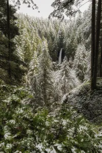 Distant Collection: Winters Touch. Creator: Joshua Johnston
