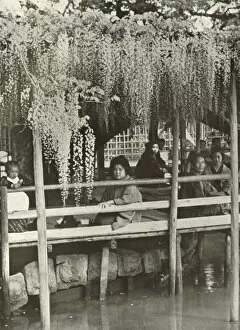 Scented Gallery: A Wisteria Arbour at Kameido, 1910. Creator: Herbert Ponting